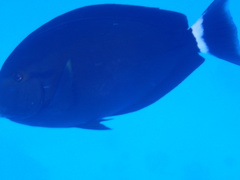 Acanthurus gahhm