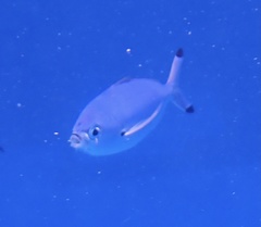 Caesio lunaris