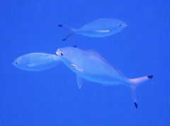 Caesio lunaris