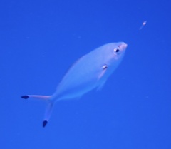 Caesio lunaris