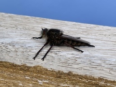 Promachus vexator