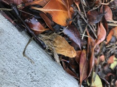 Morchella rufobrunnea