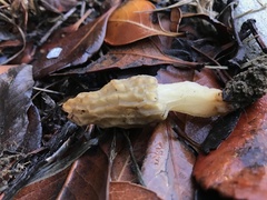 Morchella rufobrunnea