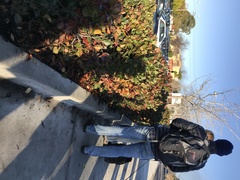 Morchella rufobrunnea