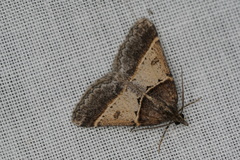 Dichromodes orthotis