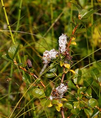 Salix fuscescens