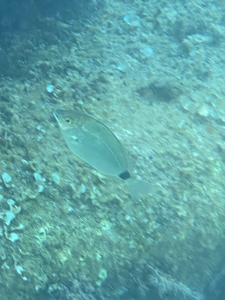 Isparoz (Diplodus annularis)