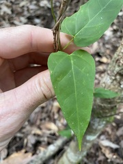 Leichhardtia longiloba