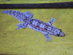 Hemidactylus craspedotus