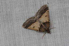 Dichromodes orthotis