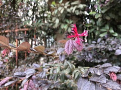 Loropetalum