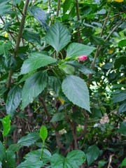 Hibiscus rosa-sinensis