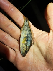 Pseudocrenilabrus philander