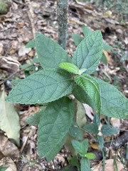 Acalypha nemorum