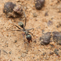 Iridomyrmex mayri