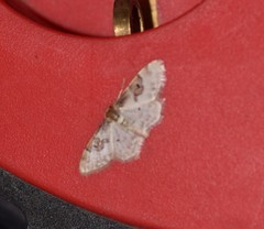 Idaea mustelata