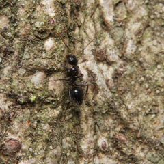 Camponotus mackayensis