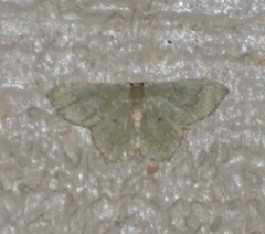 Chloropteryx nordicaria