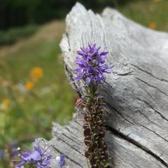 Veronica allionii