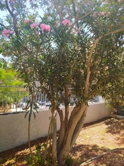 Nerium oleander