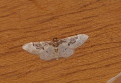 Idaea mustelata