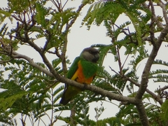 Poicephalus senegalus