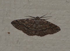 Pterospoda nigrescens
