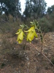 Pimelea tinctoria
