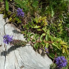 Veronica allionii