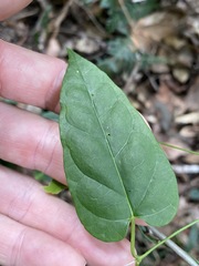Leichhardtia longiloba