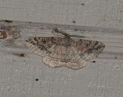Pterospoda nigrescens
