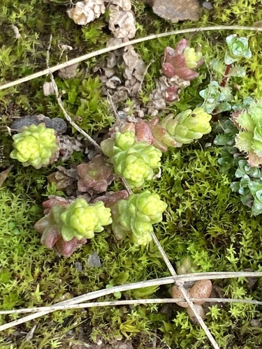 lomikameňotvaré (Saxifragales)