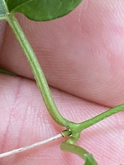 Leichhardtia longiloba