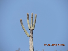 Cephalocereus fulviceps
