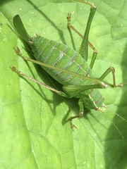 Leptophyes punctatissima