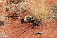 Tiliqua multifasciata
