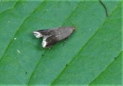 Anacampsis nonstrigella