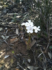 Drosera platypoda