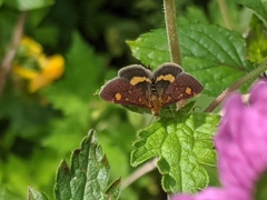 Pyrausta aurata