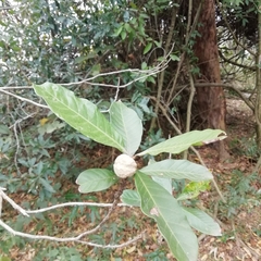 Pouteria glomerata