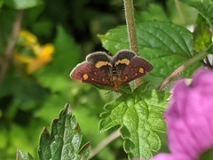 Pyrausta aurata