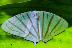 Urapteroides astheniata