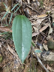 Smilax glyciphylla
