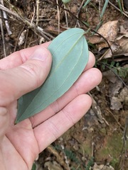Smilax glyciphylla