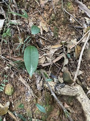 Smilax glyciphylla