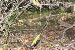 Elaeocarpus dentatus