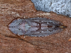 Stenocotis depressa