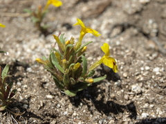 Erythranthe carsonensis