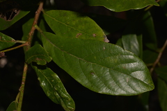 Litsea australis