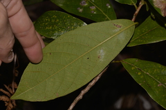 Litsea australis